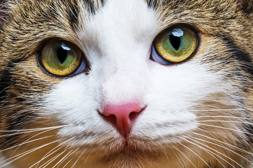 濃い黄色の猫の目