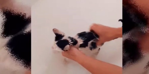 洗われる子猫