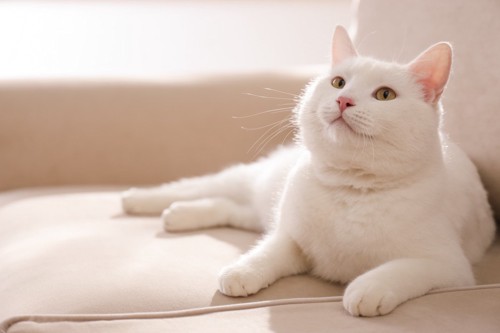 ソファの上に寝そべって見上げる白猫