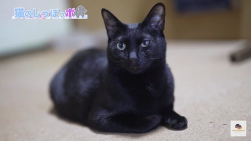 座る黒猫
