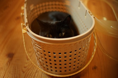 キャリーバッグの中の黒猫
