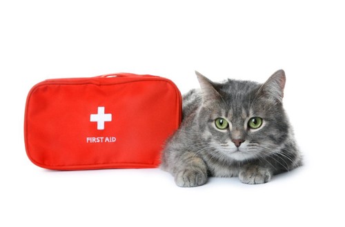 救急箱と猫