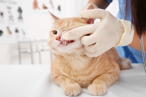 歯ぎしりを続ける猫
