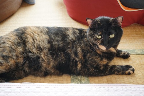 畳の上でくつろぐサビ猫