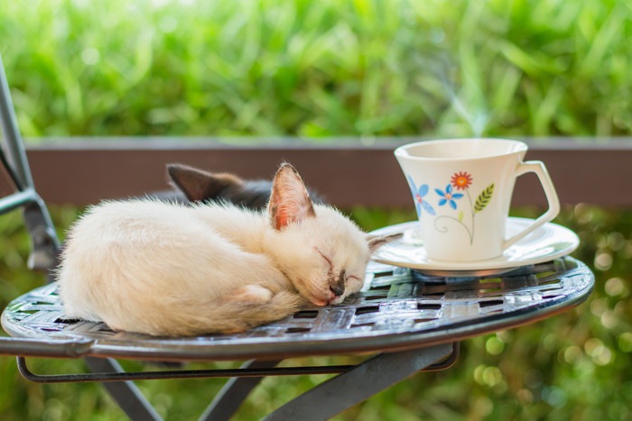 カフェで眠る子猫
