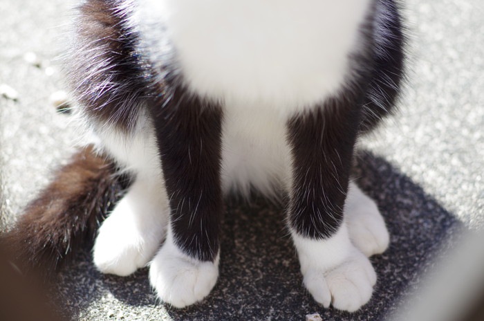 座る猫の足の写真