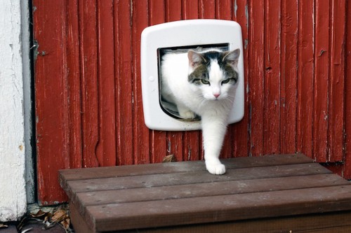 キャットドアで出入りする猫