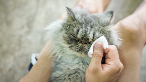 目元を拭かれているペルシャ猫