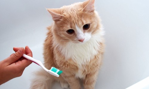 猫と歯ブラシ