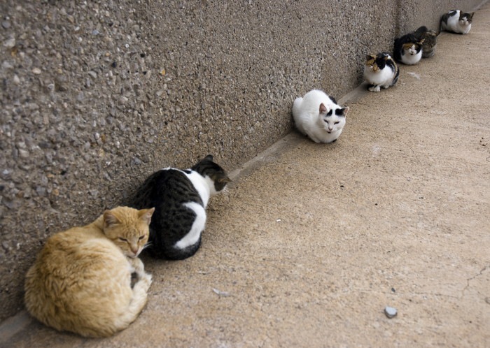 壁際に沢山の猫