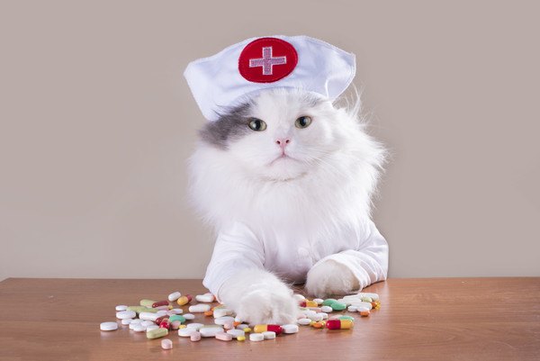 薬を前にした猫
