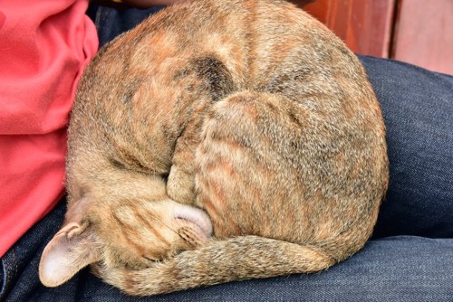 飼い主の膝の上で丸くなって眠る猫