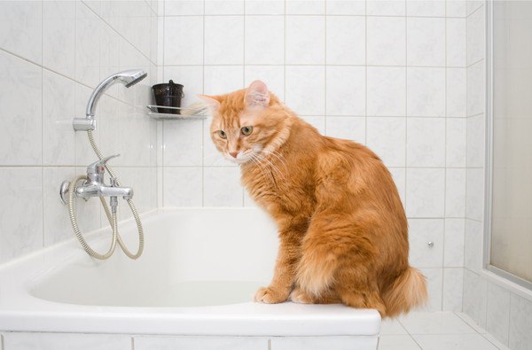 お風呂場に茶色い猫
