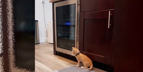 キッチンに座るチャトラ猫