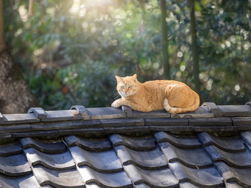 瓦屋根の上の猫
