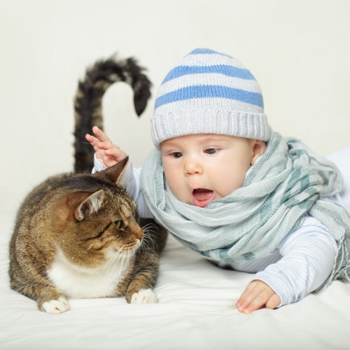 猫に触ろうとする赤ちゃん
