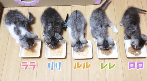 ご飯を食べる猫達