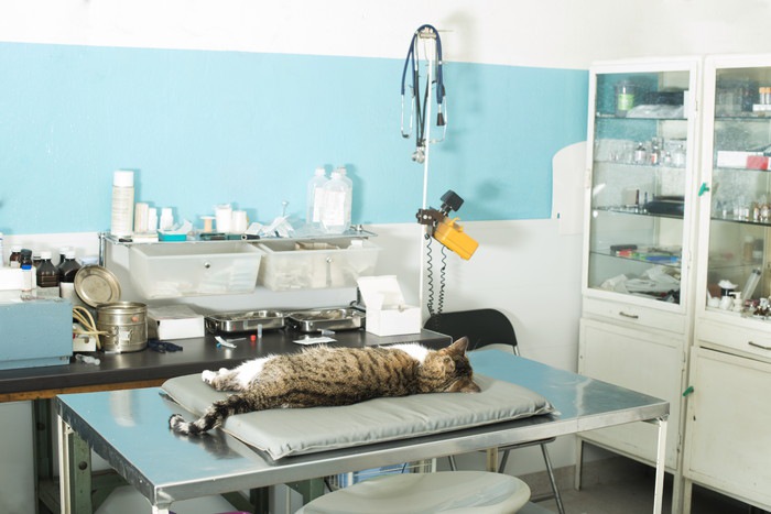 手術台の上の猫