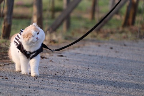 散歩をする猫