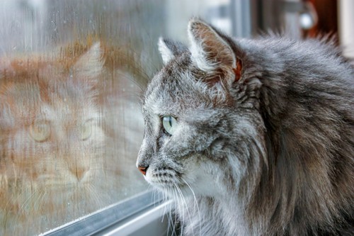 雨を眺める猫