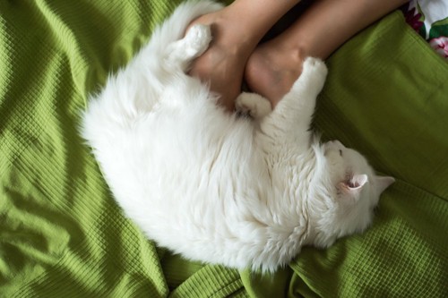 飼い主の足元で眠る白い猫