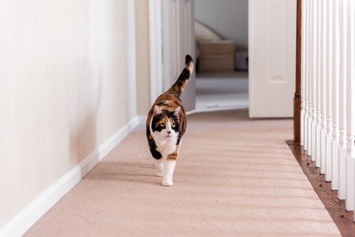 廊下を歩いてくる猫