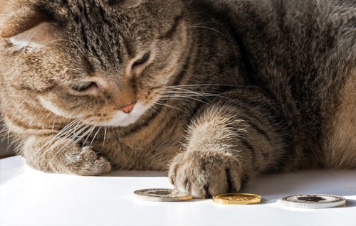 お金に触れている猫