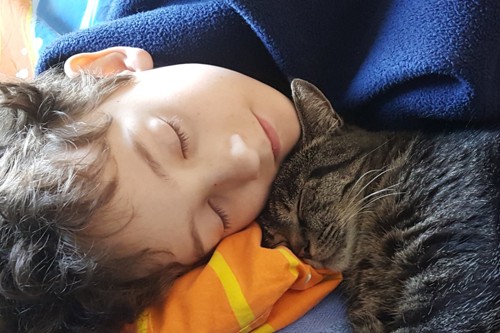 少年と眠る子猫