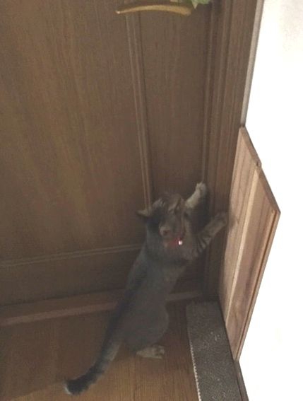 猫がドアに飛び掛かろうとしている