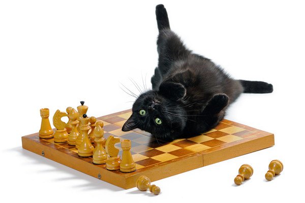 チェス盤に寝そべる黒猫