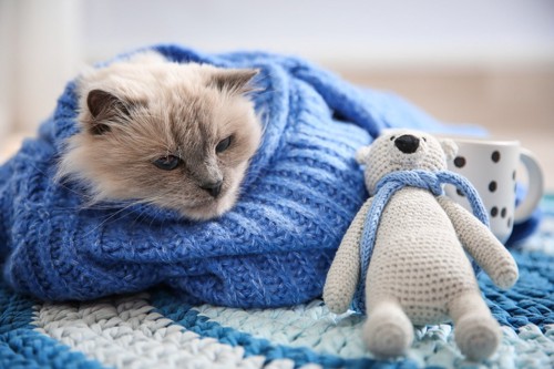 青いセーターにくるまっている猫