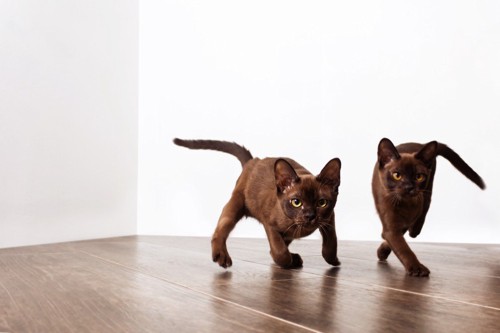しっぽを動かしながら走る二匹の子猫
