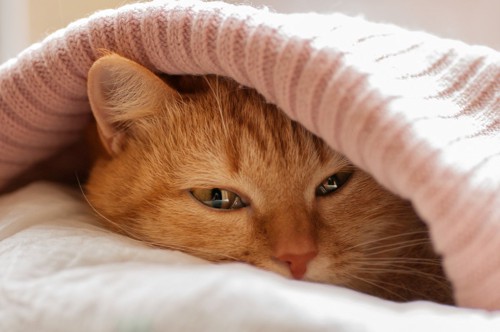 毛布にもぐる猫