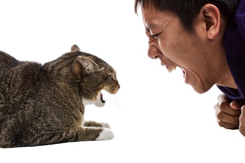 口を開ける男性と向かい合う猫