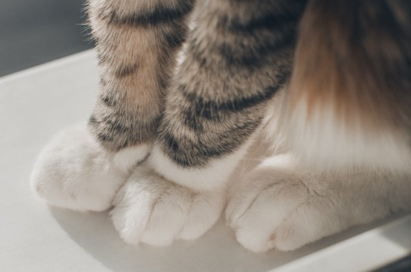 手の先が白い猫の足