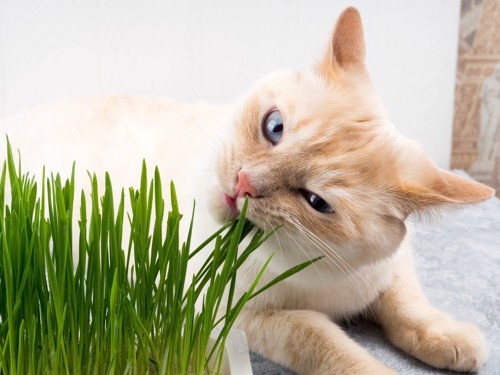 猫草を食べるねこ