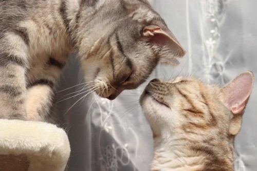 顔を近付けて挨拶をしている二匹の猫
