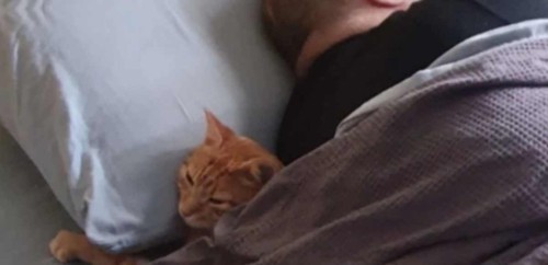 ベッドで眠るチャトラ猫と男性