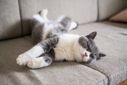 ソファで伸びをしながら眠る猫