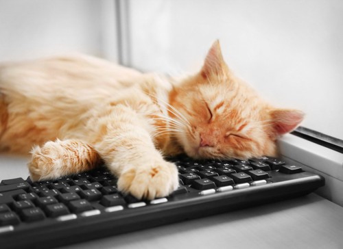 パソコンのキーボードの上で眠る猫