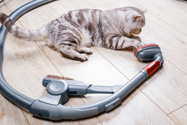 掃除機と猫