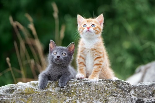 野外で同じ方向を見つめる2匹の子猫