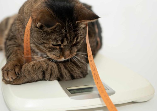 体重計に乗る肥満気味の猫