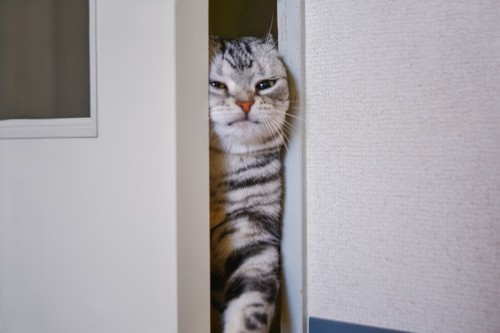 ドアから飛び出そうとする猫