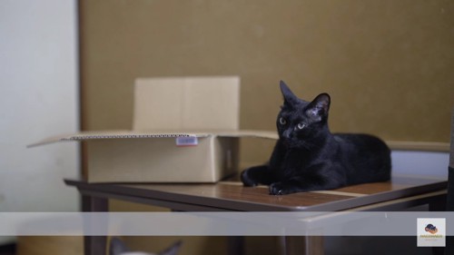 テーブルの上の黒猫と箱