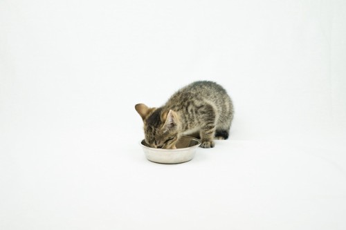 餌を食べている子猫