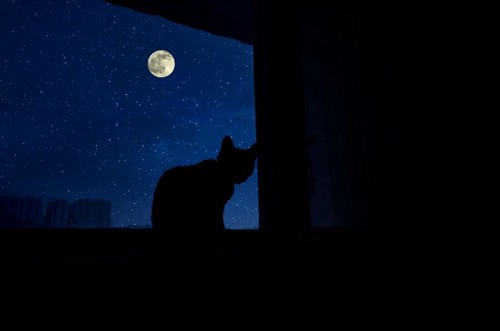 猫のシルエットと月