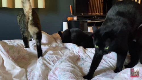 ベッドの上から移動しはじめる猫たち