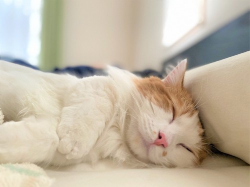 飼い主のベッドで寝る猫