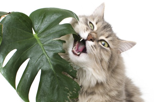 植物を口に含む猫